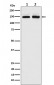 PI 3 Kinase R4 Antibody